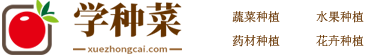 学种菜